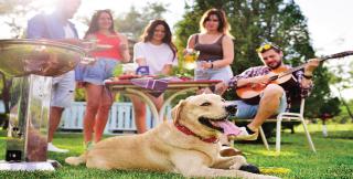 Novotel hosts ‘Petnic’ Carnival on May 28 for your fur buddies